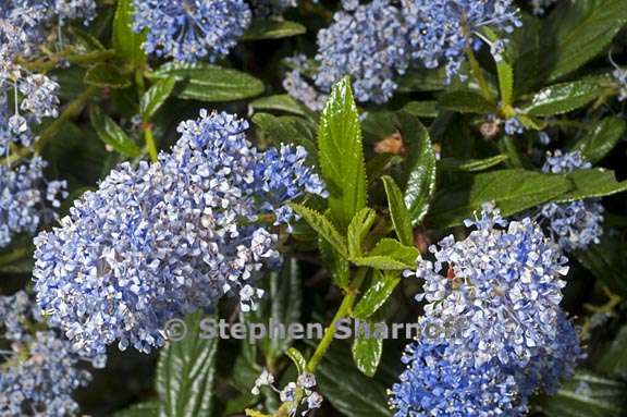 ceanothus papillosus x thyrsiflorus 1 graphic